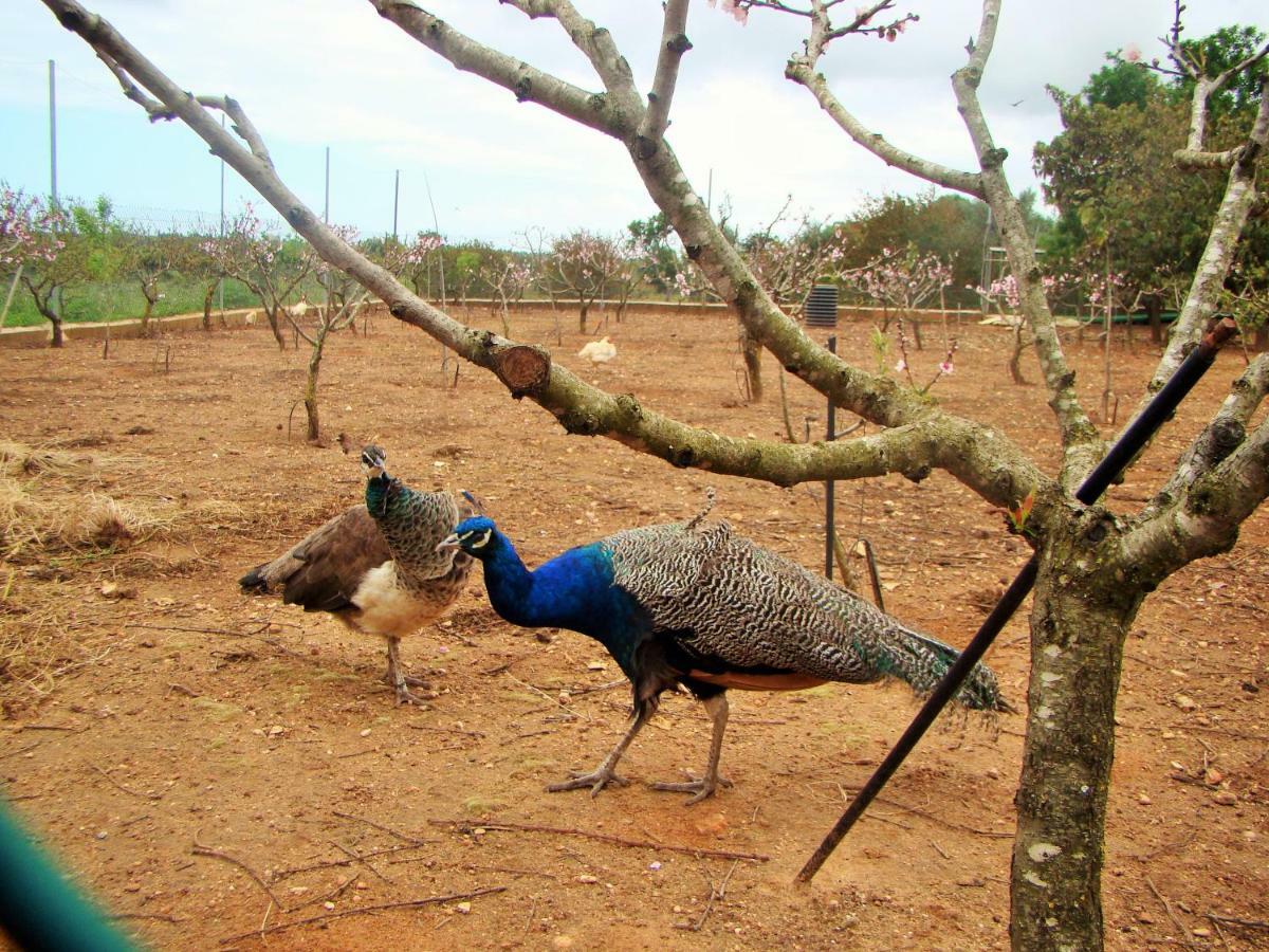 ホテル Quinta Da Norinha ポルティマン エクステリア 写真